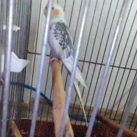 عروس هلندی
