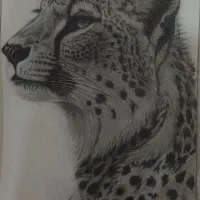 نقاشی سیاه قلم، طرح یوز‌پلنگ