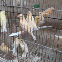 قناری موزاییکی و اوپال