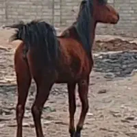 نریان و مادیان کره