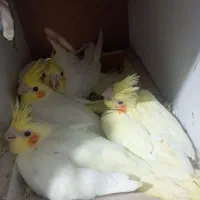 عروس هلندی مولد واقعی