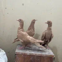 کبوتر زرد کرمونی