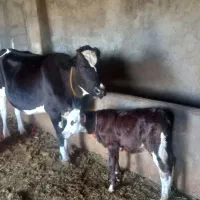گاو فروش سه راس گاو هولشتاین سالم و اولین زایش