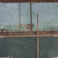 معاوضه کبوتر  با مرغ