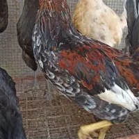 فروش خروس محلی