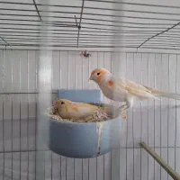 قناری نروماده