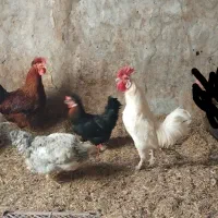 3عددمرغ2خروس