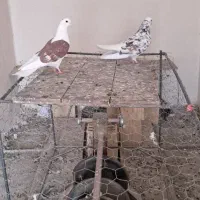 کبوتر پرشی تهرانی