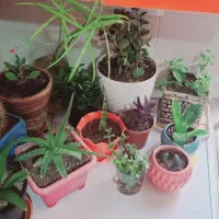 گلهای طبیعی فروشی