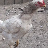 فروش مرغ لاری اصیل