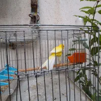 قناری نیمه رسمی