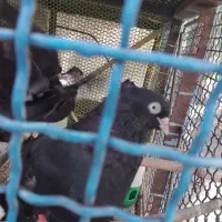 زاغ ابادانی اصل