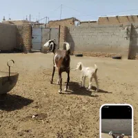 بز شیرا