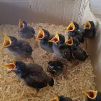 جوجه مینا چشم ستاری