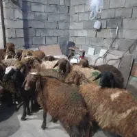 ۲۰تا کاور ماده یا گوسفند