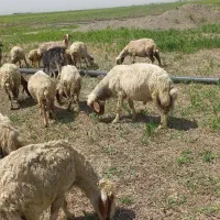 قوچ ورن|حیوانات مزرعه|کوزران, |دیوار