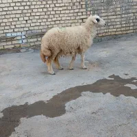 گوسفند بره وبره