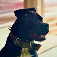 فروش پیت بول آمریکایی