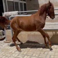 کره نریان دوسال شجره دار۱۰۰میلیون