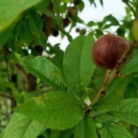 فروش زمین باغ شهری ۱۰۰۰متر جاده دانشگاه