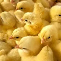 جوجه راس تضمینی