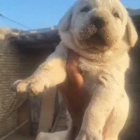 شاه توله