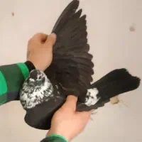 کفتر  نر سینه ماش حسابی