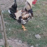 دو عدد خروس