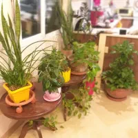 گیاهان طبیعی،گلدان سفالی بزرگ،گلدانهای پلاستیکی
