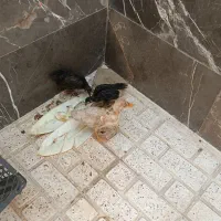 جوجه ومرغابی