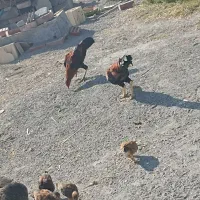 خروس چابهاری