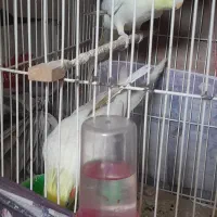 جفت‌عروس‌هلندی