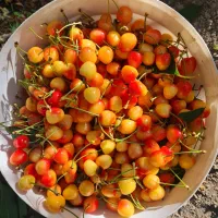 گیلاس ناب برزک
