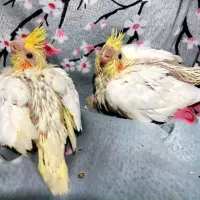 طوطی عروس هلندی لوتینو زعفرانی کینگ سایز جفت