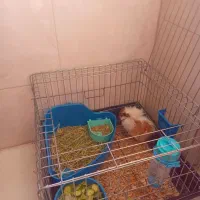 خوکچه هندی با تمام وسایل