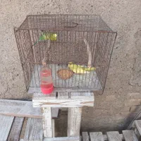دو عدد مرغ عشق دانه ۱۵۰