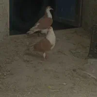 کبوتر