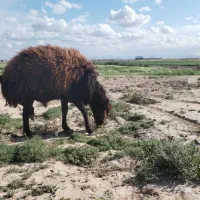قوچ هترو