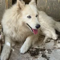 سگ هاسکی ماده گمشده به یابنده مژدگانی تعلق میگیرد