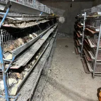 قفس بلدرچین