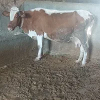 گاو سیمینتال ابستن شیری با گوسفند بز معاوضه دارم