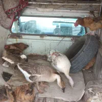 مرغ شاخ دار با مرغ محلی قوی وکراینی با بقلمون