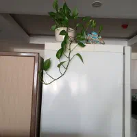 پتوس با گلدان سرامیکی زیبا و سرحال