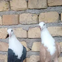 سر سفید