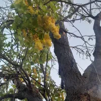 سیم کارت رند