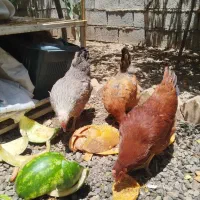 ۷ تا مرغ تخمگذار