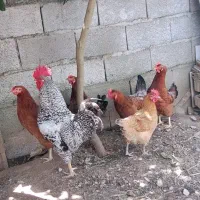 مرغ تخمگذار