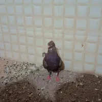 کبوتر پلنگ