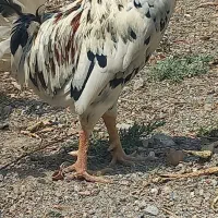 خروس