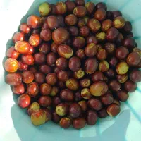 کلپسته